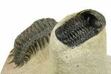Crotalocephalina Trilobite With Ventral Reedops #249921-2